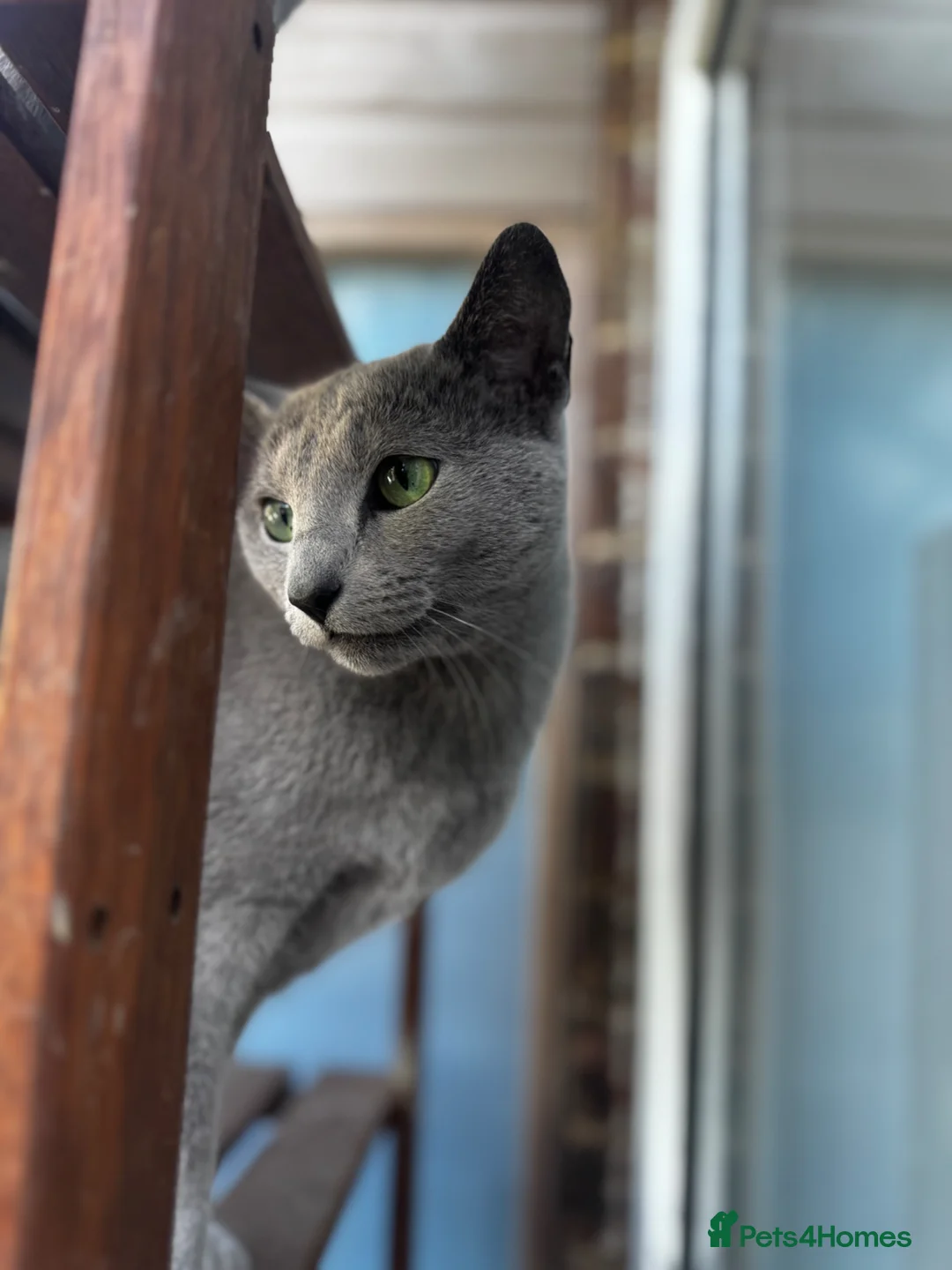 Russian Blue cats for sale: **🐾 Retired Mother Seeking a Loving Home 🐾** - Advert 2