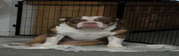 Olde English Bulldogge dogs for stud: Chocolate tri available for stud-NEBBR registered - Advert 3