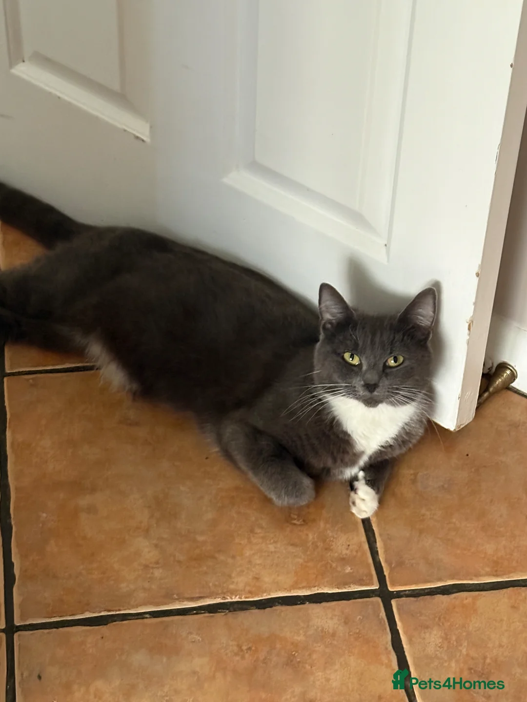 British Shorthair cats for sale: British Shorthair X kittens- stunning features!  - Advert 7