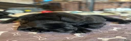 Labrador Retriever dogs for sale: KC Black Working Labrador Puppies ready for homes in Alresford - Advert 8