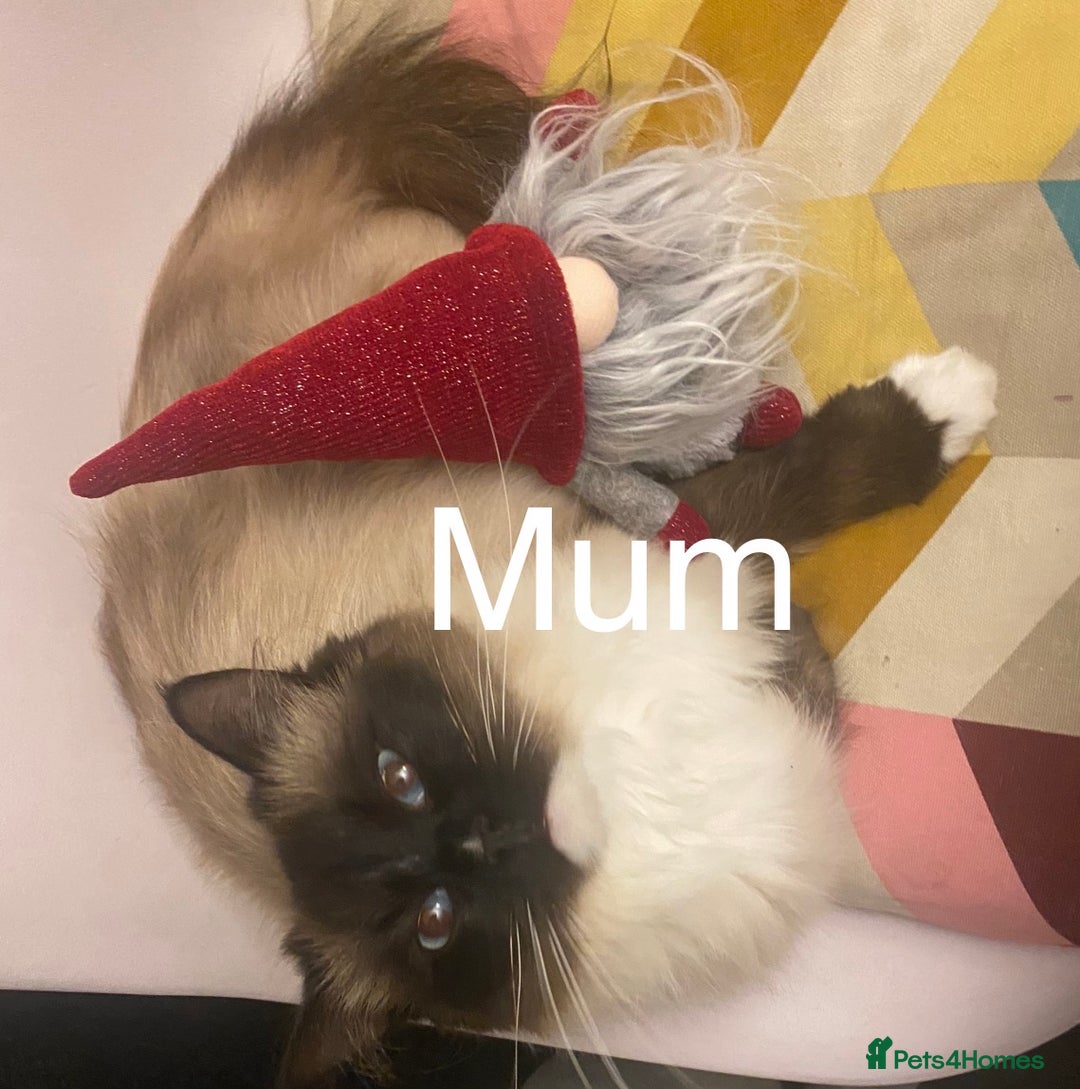 Ragdoll cats for sale: Beautiful Ragdoll Kittens ready to go!💙 - Image 3