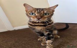 Bengal cats for sale: Marble Bengal Adult Female  - Image 9