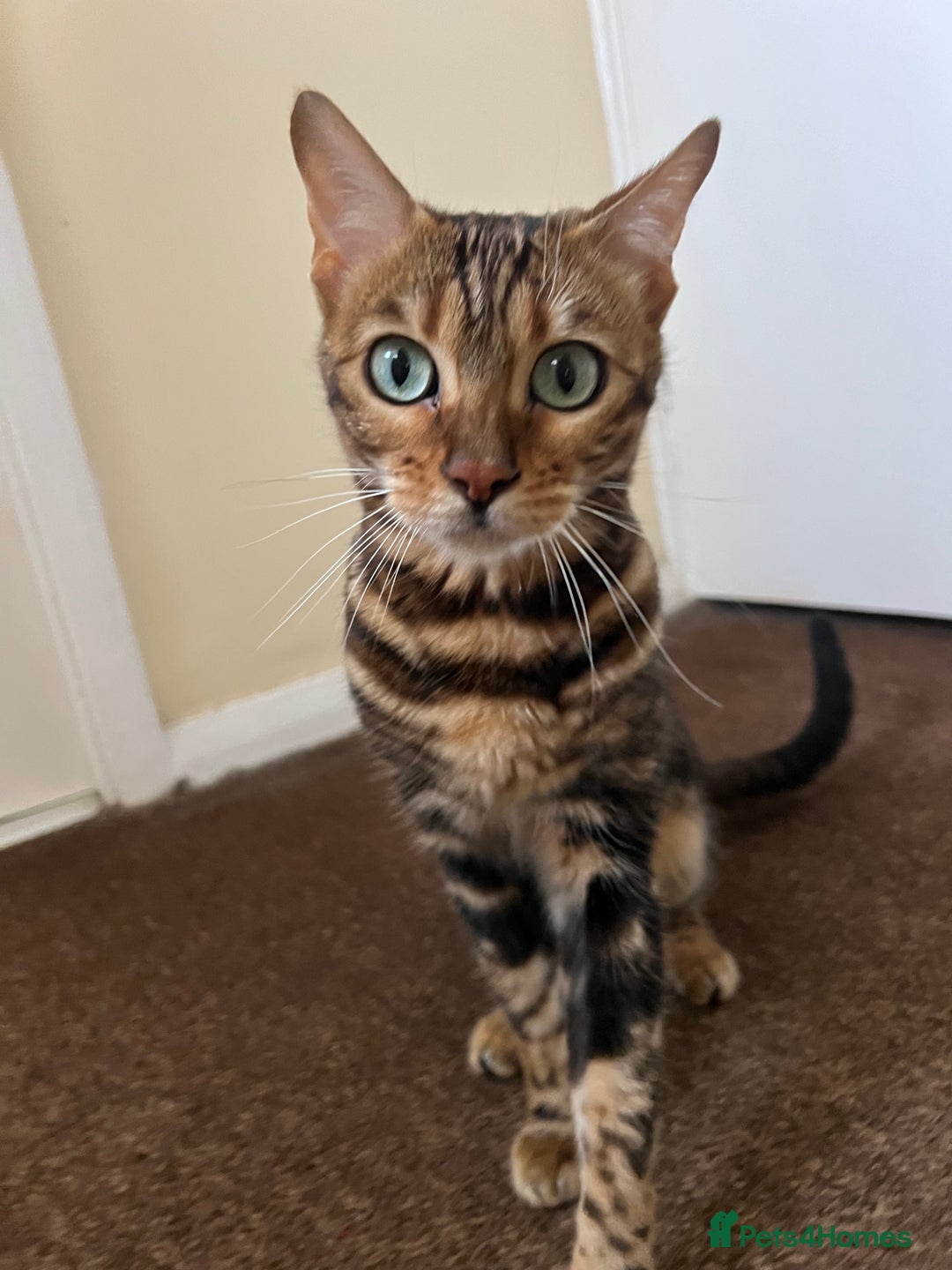 Bengal cats for sale: Marble Bengal Adult Female  - Image 9