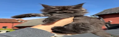 Maine Coon 1