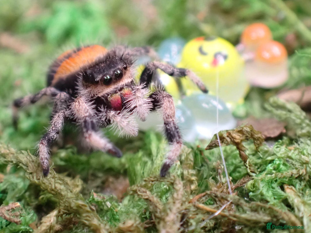Spiders invertebrates for sale: Spoodiesuk jumping spiders  - Image 2
