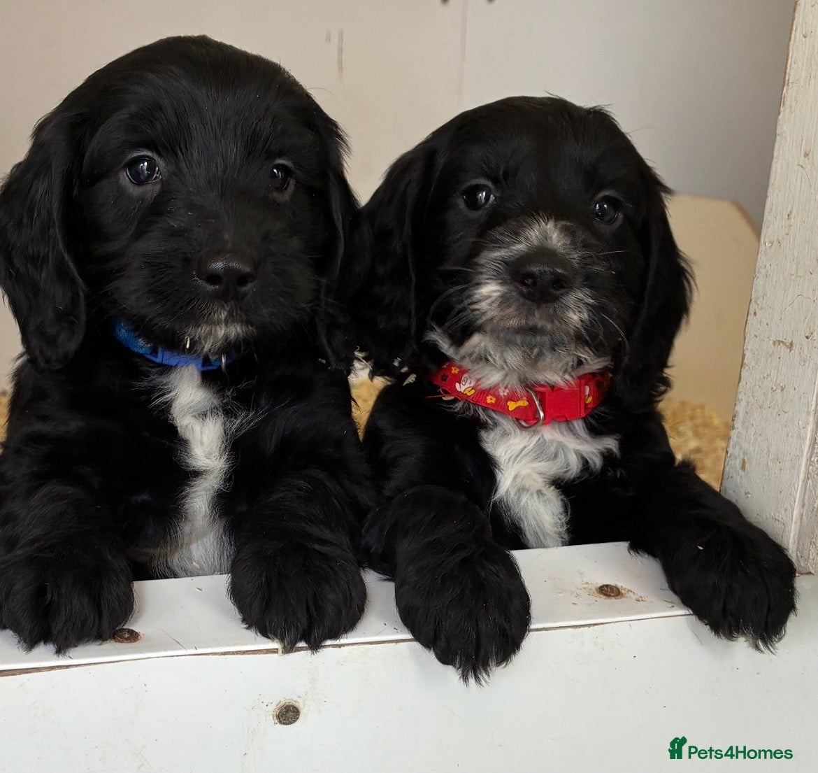 Cockapoo dogs 5 beautiful cockapoo pups  - Advert 1
