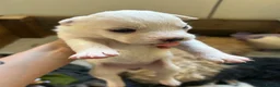 Mixed Breed dogs for sale: Terrier Pups - Advert 5