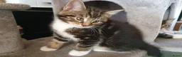Mixed Breed cats for sale: Maine coon cross kittens - Advert 8