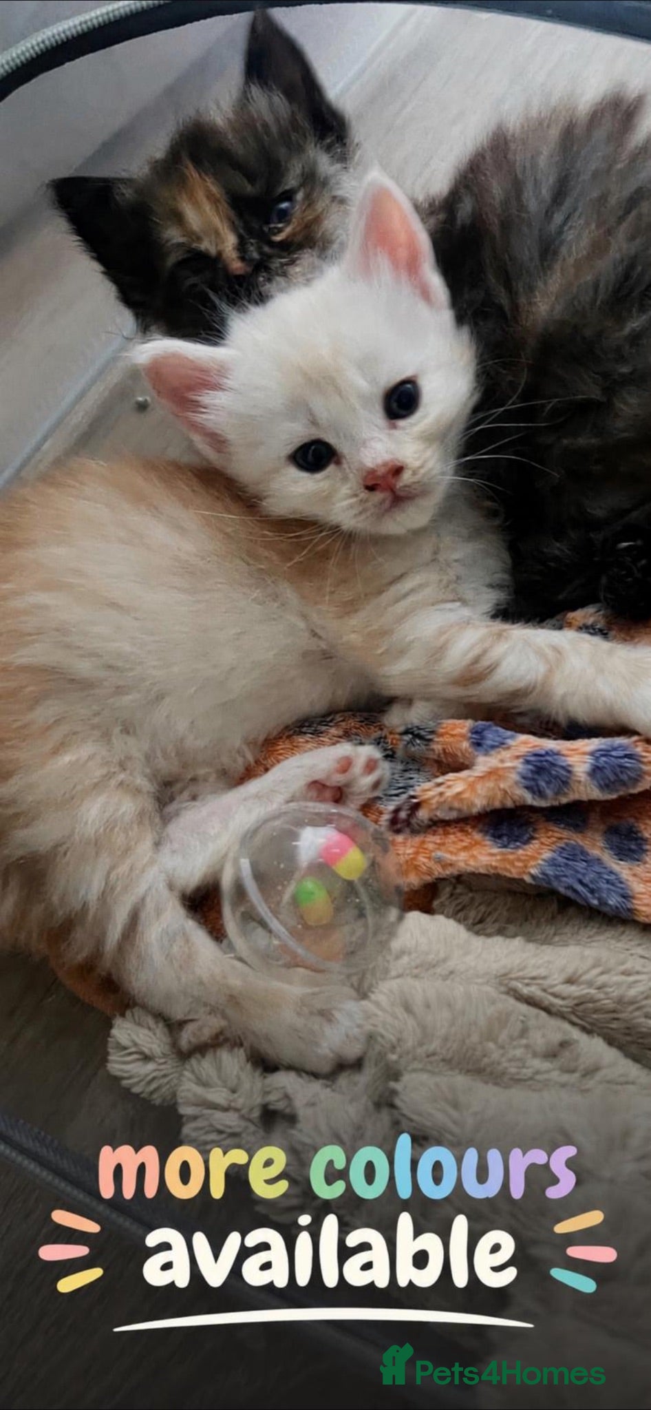 Maine Coon cats 🔥 amazing offer full Maine coon 🔥 Amazing colour - Advert 1