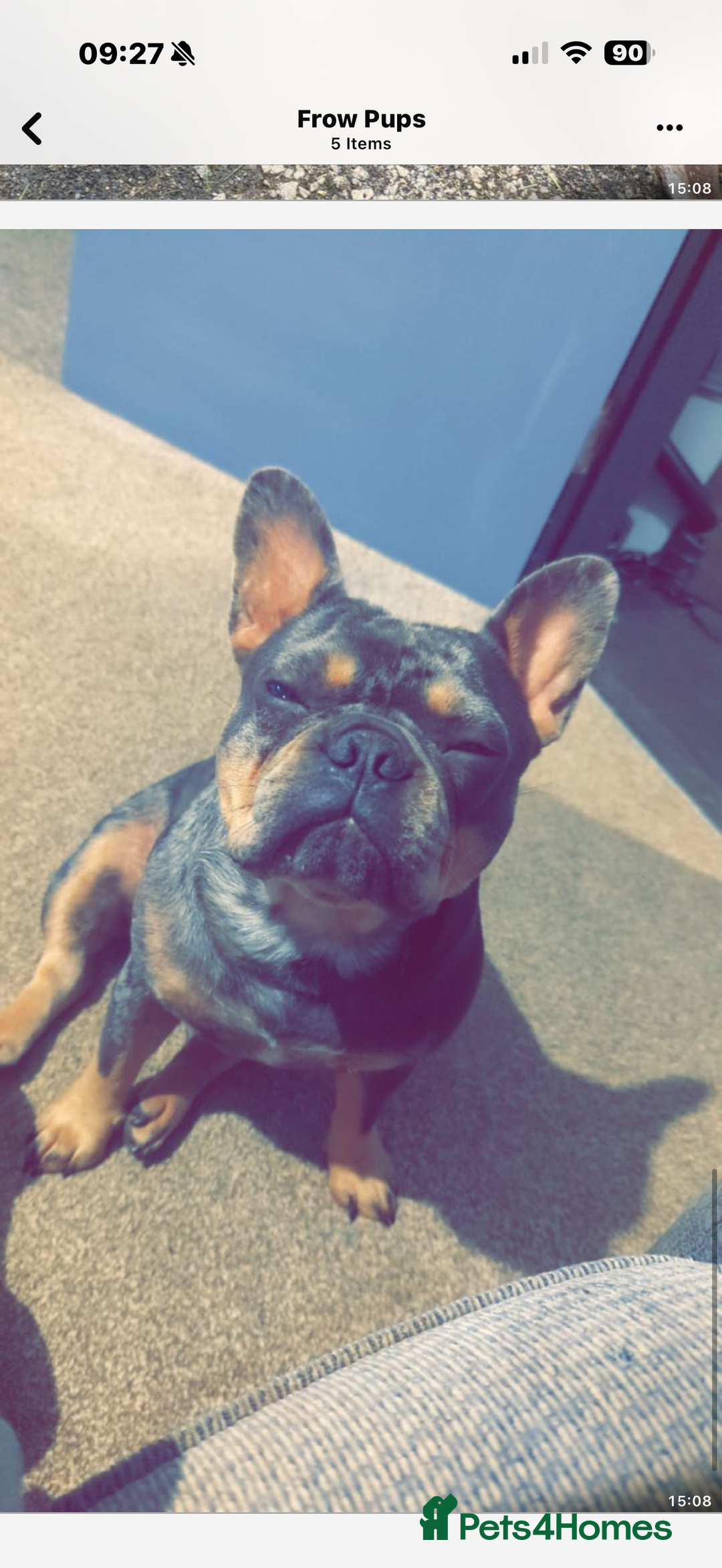 Mixed Breed dogs for sale: Frenchie chow  - Advert 2