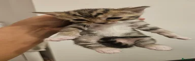 Bengal 3