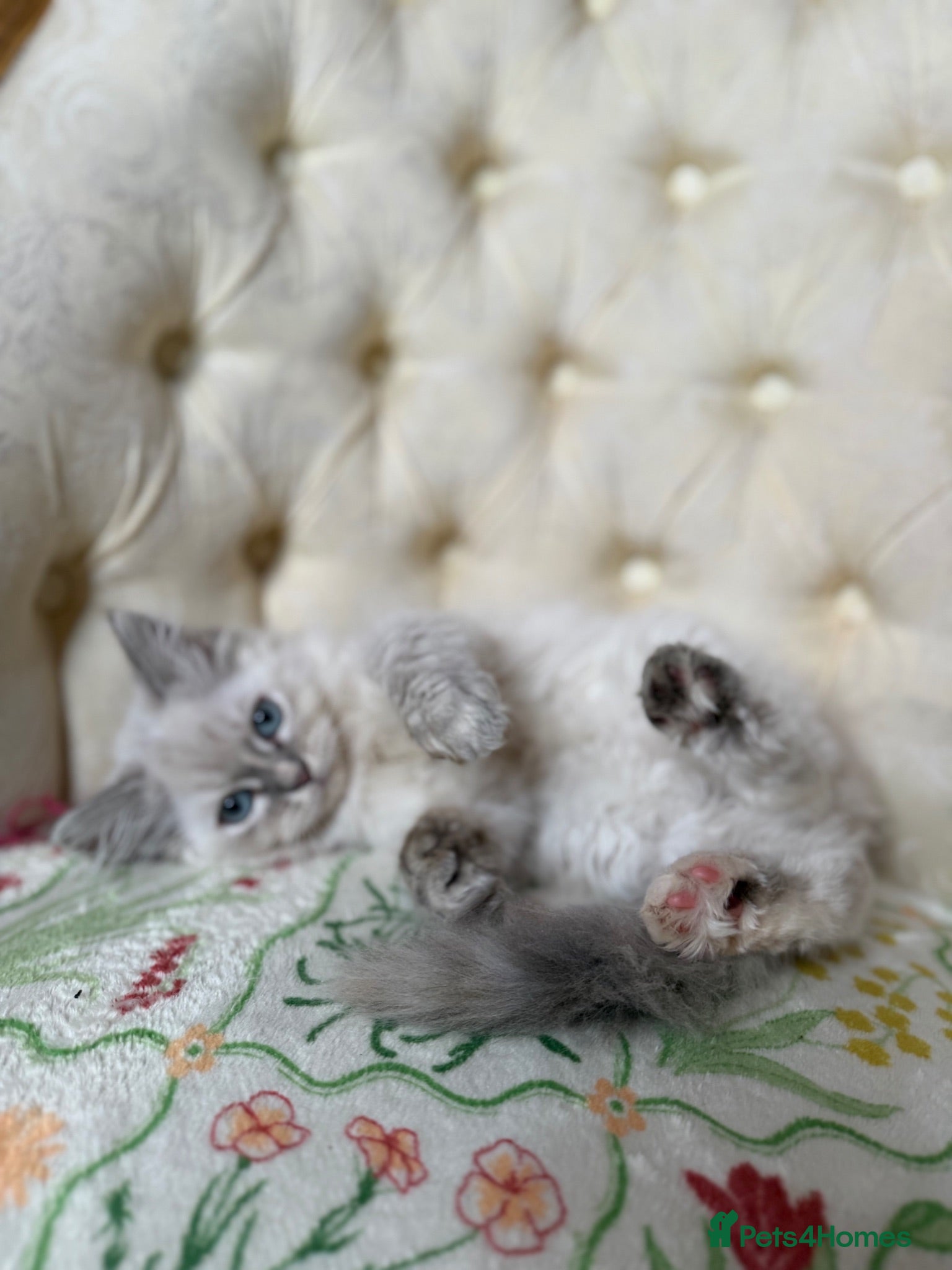 Perdoll cats ⭐️READY Now⭐️ Perdoll kittens  - Advert 2