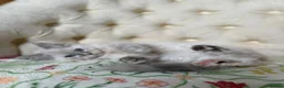 Perdoll cats for sale: ⭐️READY Now⭐️ Perdoll kittens  - Advert 2