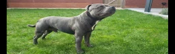 Staffordshire Bull Terrier dogs for stud: World-Class Blue Staffy stud-son of a Champion. in Wellingborough - Advert 8