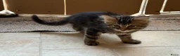 Maine Coon cats for sale: Maine coon cross kittens - Advert 6