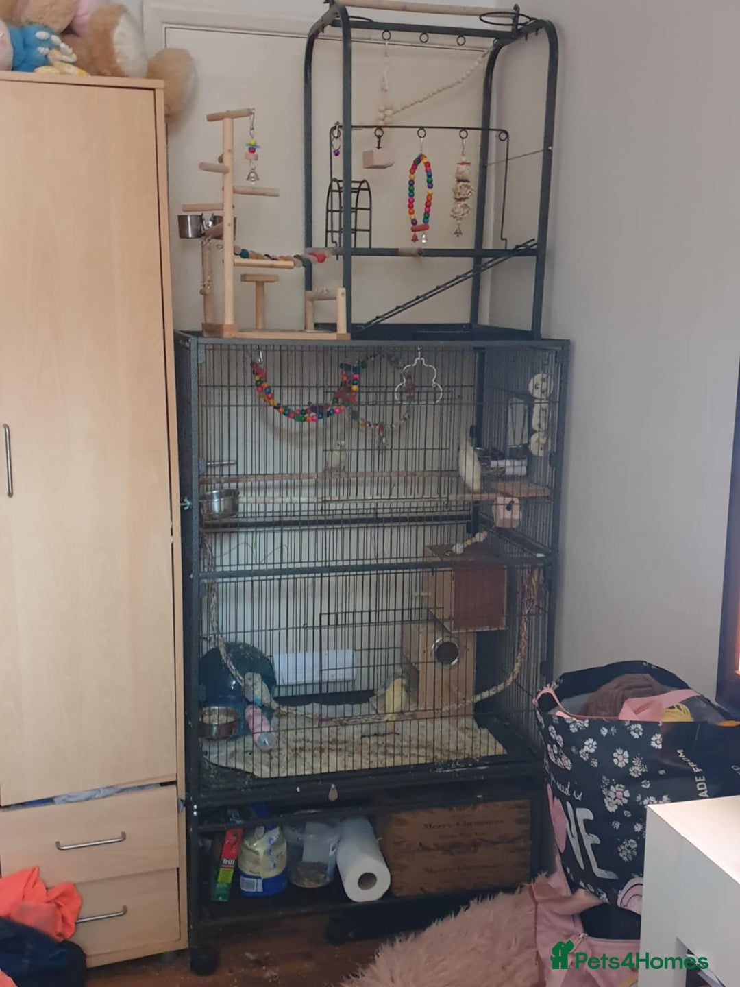 Budgerigars birds for sale: Beautiful hand reared baby budgies  - Advert 12