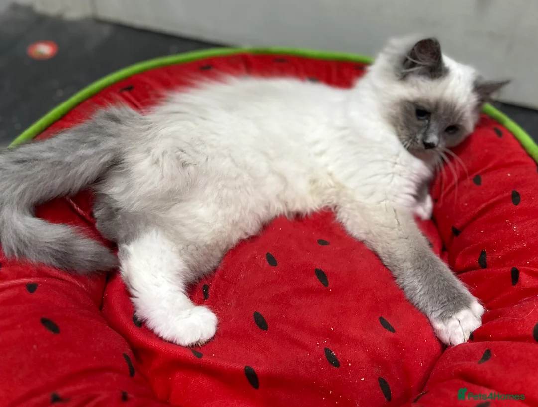 Ragdoll cats for sale: Ragdolls kitten 1 boy 2 girls Dob 12/11/25 - Advert 3