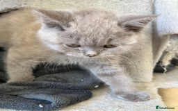 Mixed Breed cats for sale: British shorthair Lilac boy ready now - Image 11