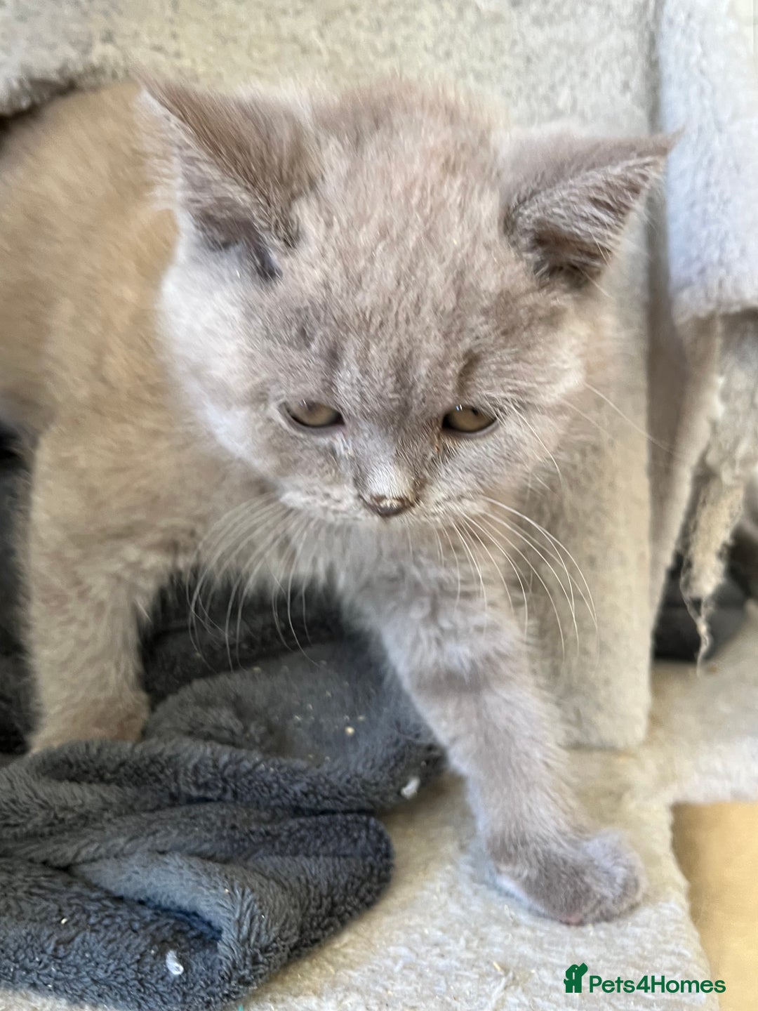 Mixed Breed cats for sale: British shorthair Lilac boy ready now - Image 11