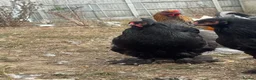 Hens poultry for sale: Large Brahma hens all 2026 healthy strong birds - Advert 6