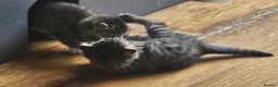 Mixed Breed cats for sale: Gorgeous house raised kittens  - Advert 7