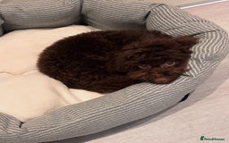 Toy Poodle dogs for sale: Toy poodle puppy  - Image 3