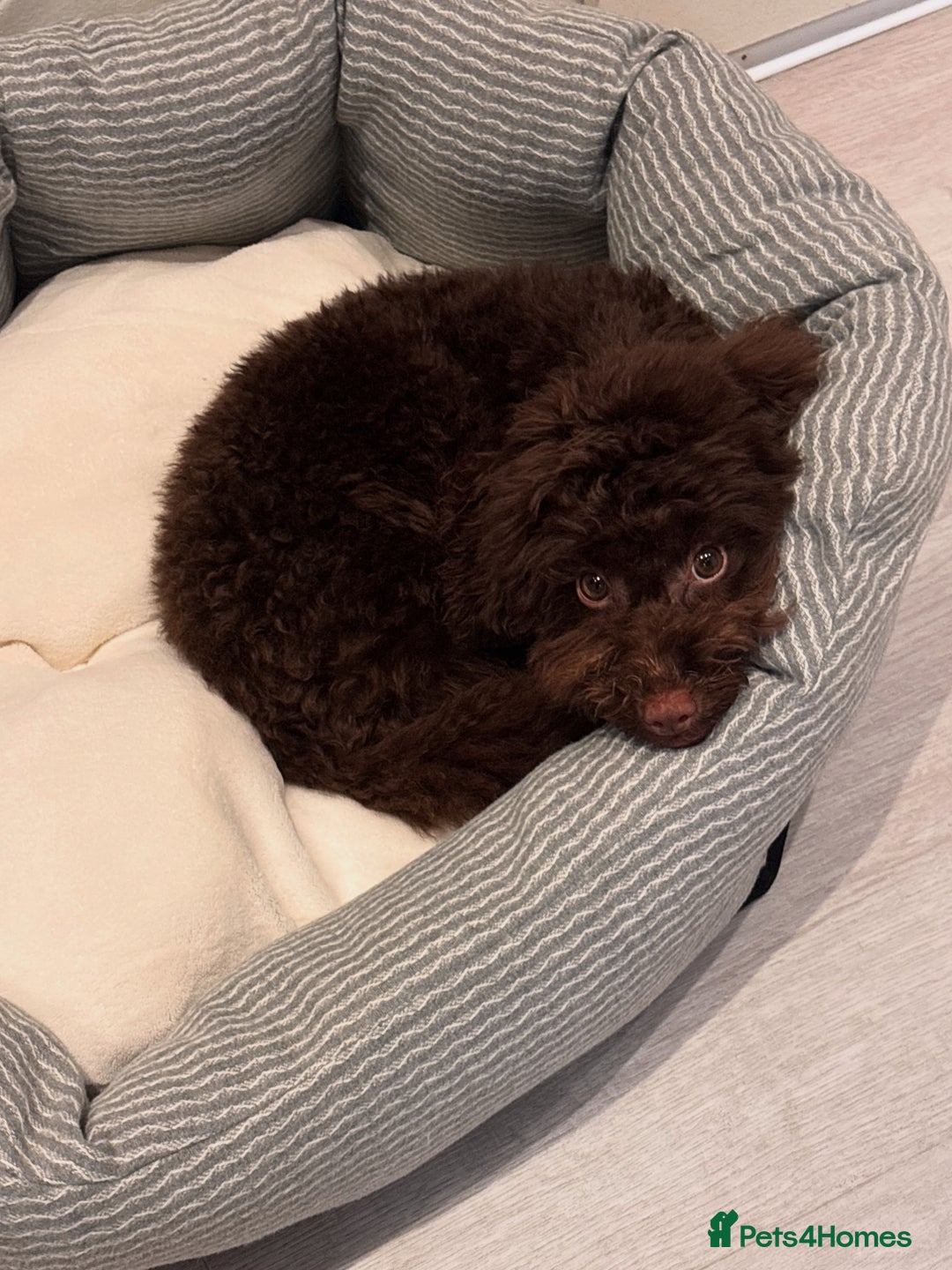 Toy Poodle dogs for sale: Toy poodle puppy  - Image 3