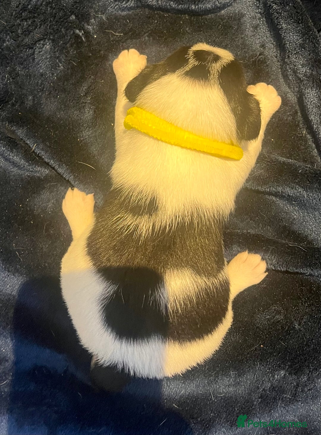 Mixed Breed dogs for sale: First litter of 7 Jack Russel puppies  - Image 19