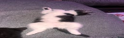 Mixed Breed cats for sale: One girl white with black/grey markings - Advert 2