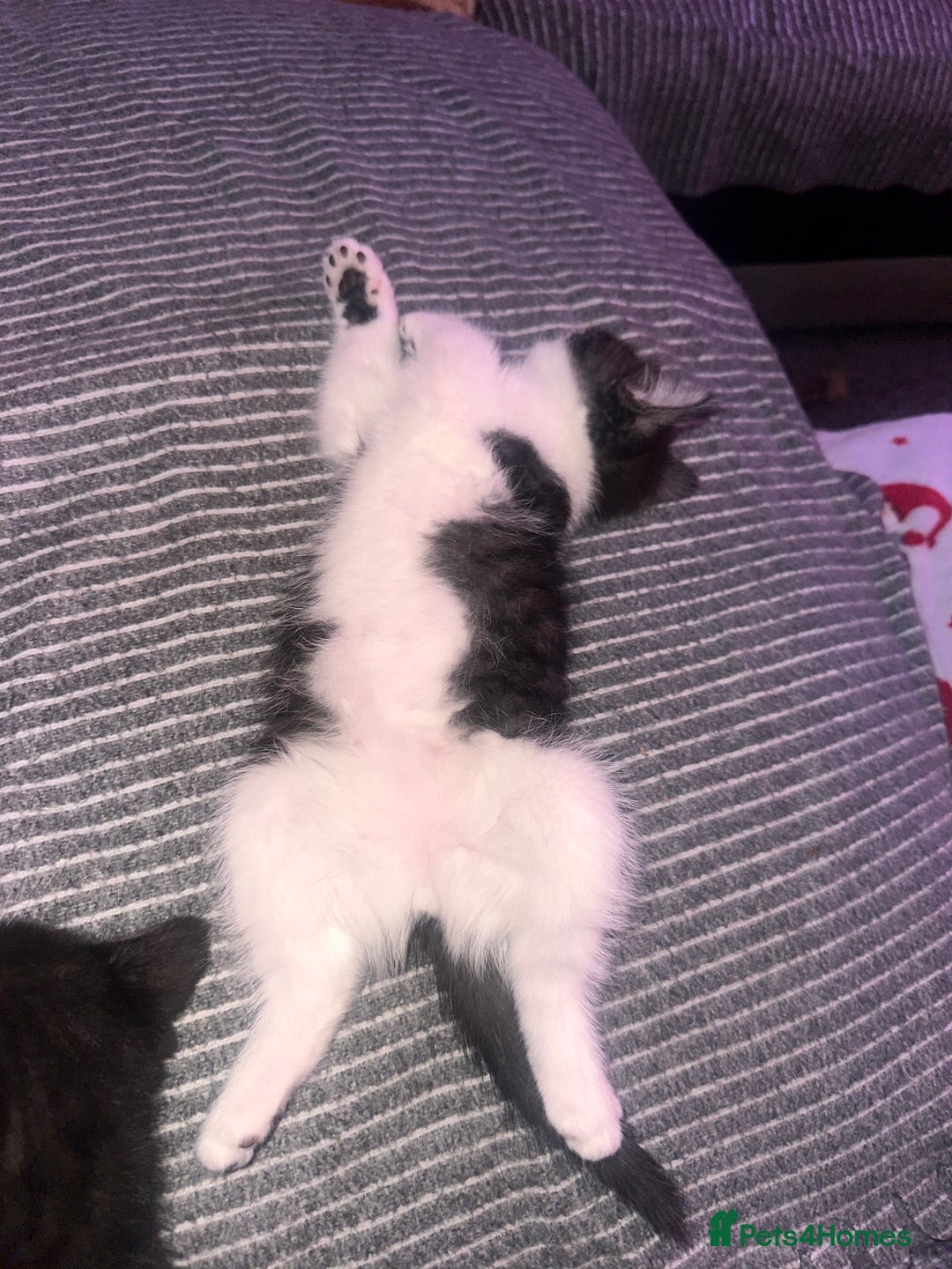 Mixed Breed cats for sale: One girl white with black/grey markings - Advert 2