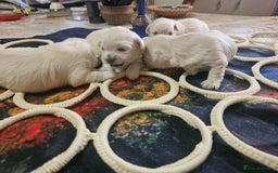 Maltese dogs for sale: 4 puppies bichons maltese - Image 2