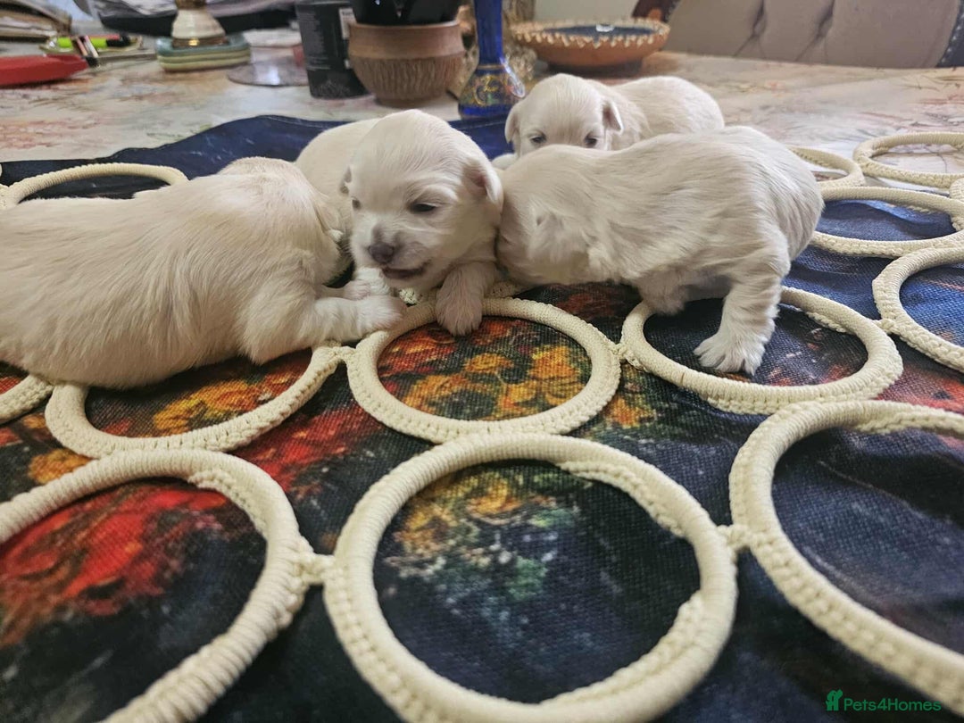 Maltese dogs for sale: 4 puppies bichons maltese - Image 2