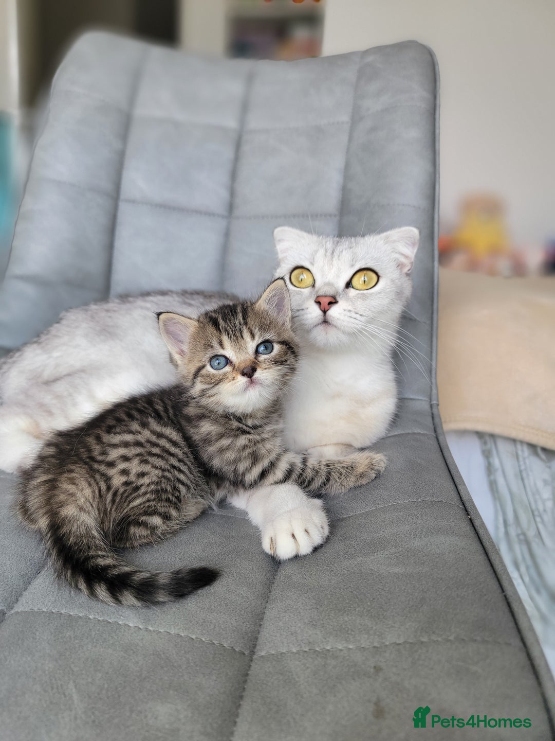 Scottish Fold cats for sale: Scottish mixed  - Image 18