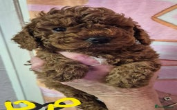 Cockapoo dogs for sale: Cockapoo F1b mini - Image 6