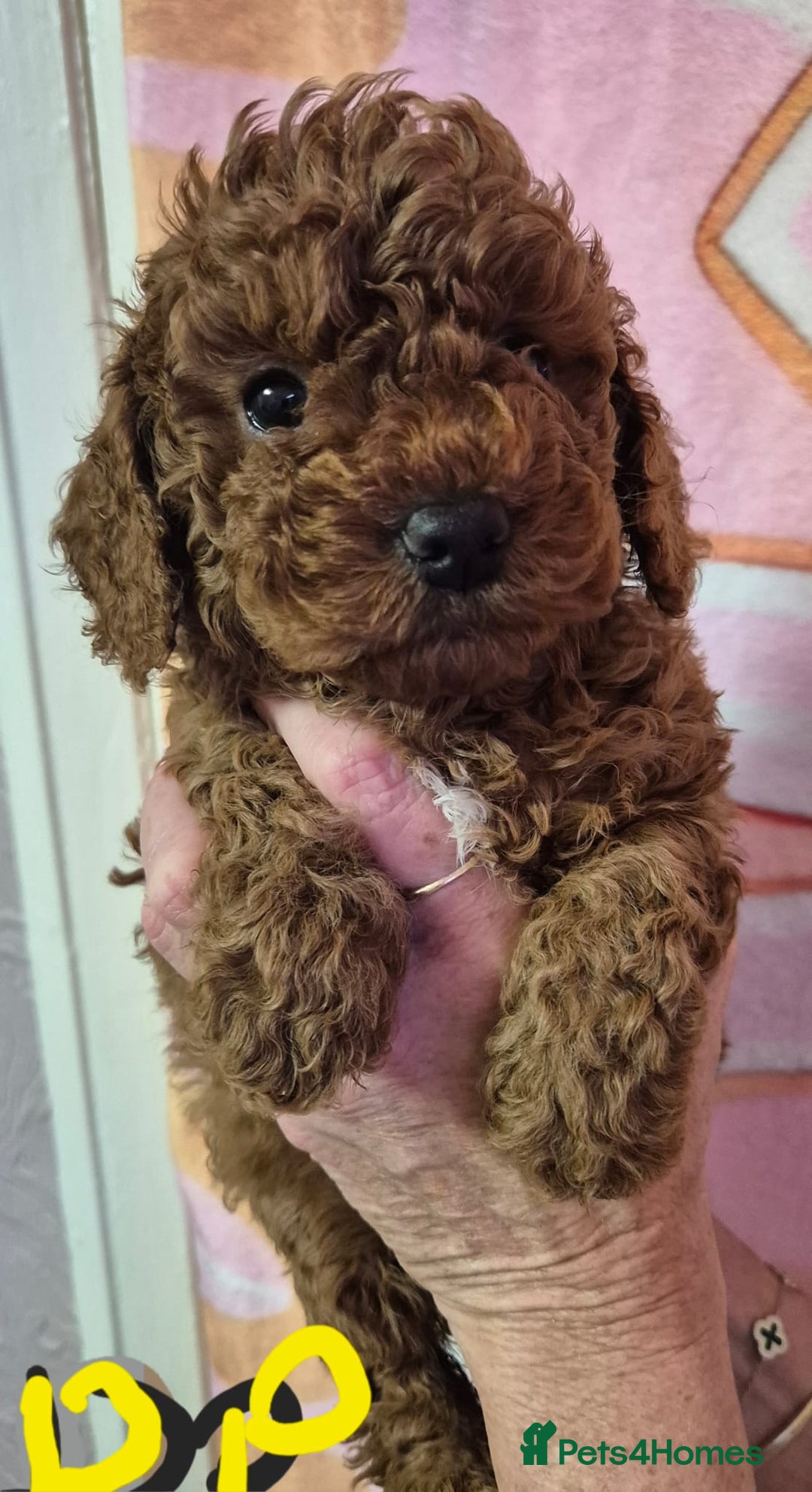 Cockapoo dogs for sale: Cockapoo F1b mini - Image 6
