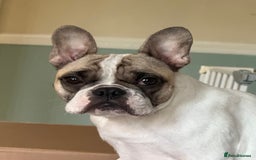 French Bulldog dogs for sale: 2 female French bulldog - ready soon  - Image 4