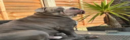 Olde English Bulldogge dogs for stud: Stud male - Advert 7