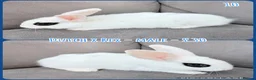 Mixed Breed rabbits for sale: Dutch x Rex Baby Rabbits - Advert 12