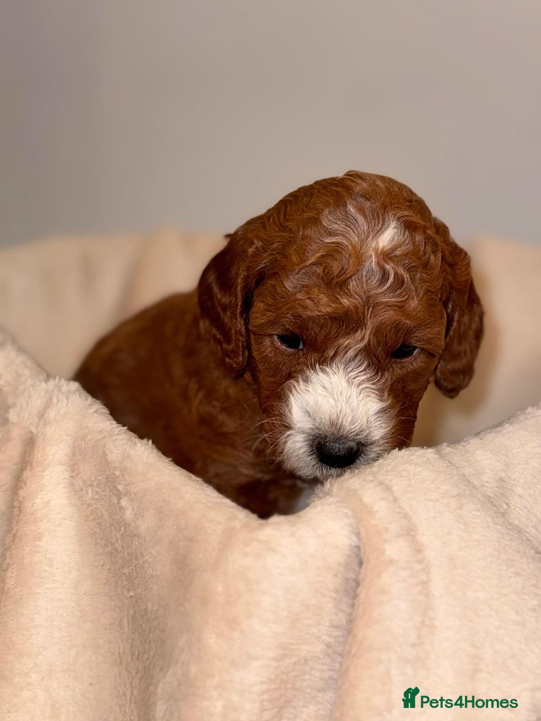 Cavapoochon dogs for sale: Cavapoochon Puppies –Ready Mid-October - Image 10