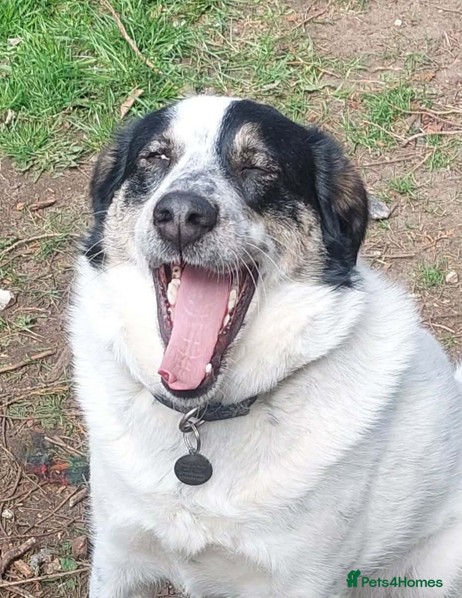 Mixed Breed dogs for adoption: Oreo - In Foster UK - Advert 5