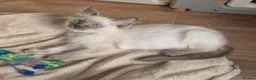 Ragdoll cats for sale: RAGDOLL KITTENS READY NOW  - Advert 16