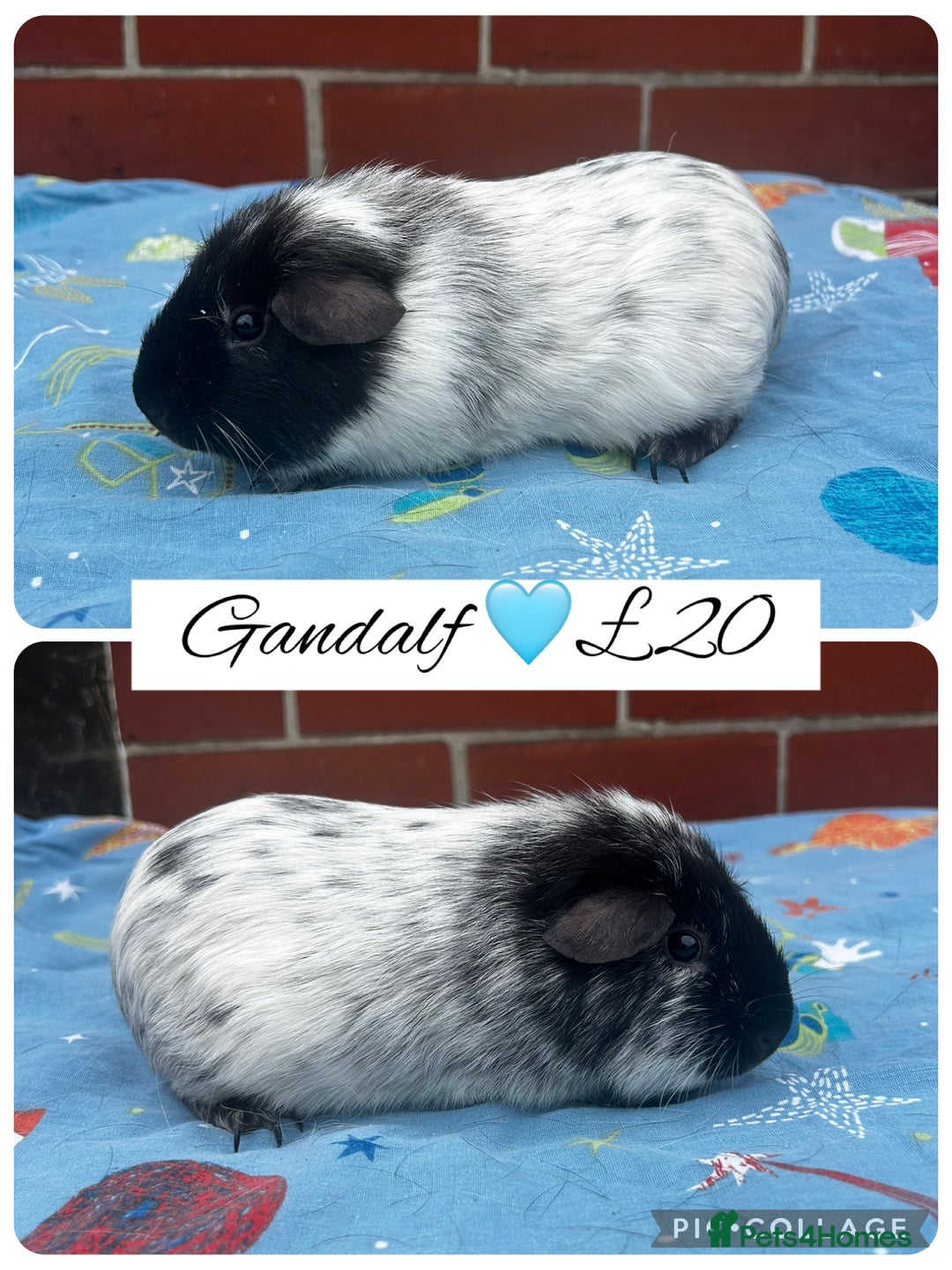 Guinea Pig rodents for sale: Guinea pig boars  - Image 5
