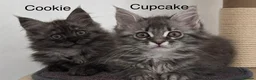 Maine Coon cats for sale: GCCF registered Maine Coons kittens - Advert 1