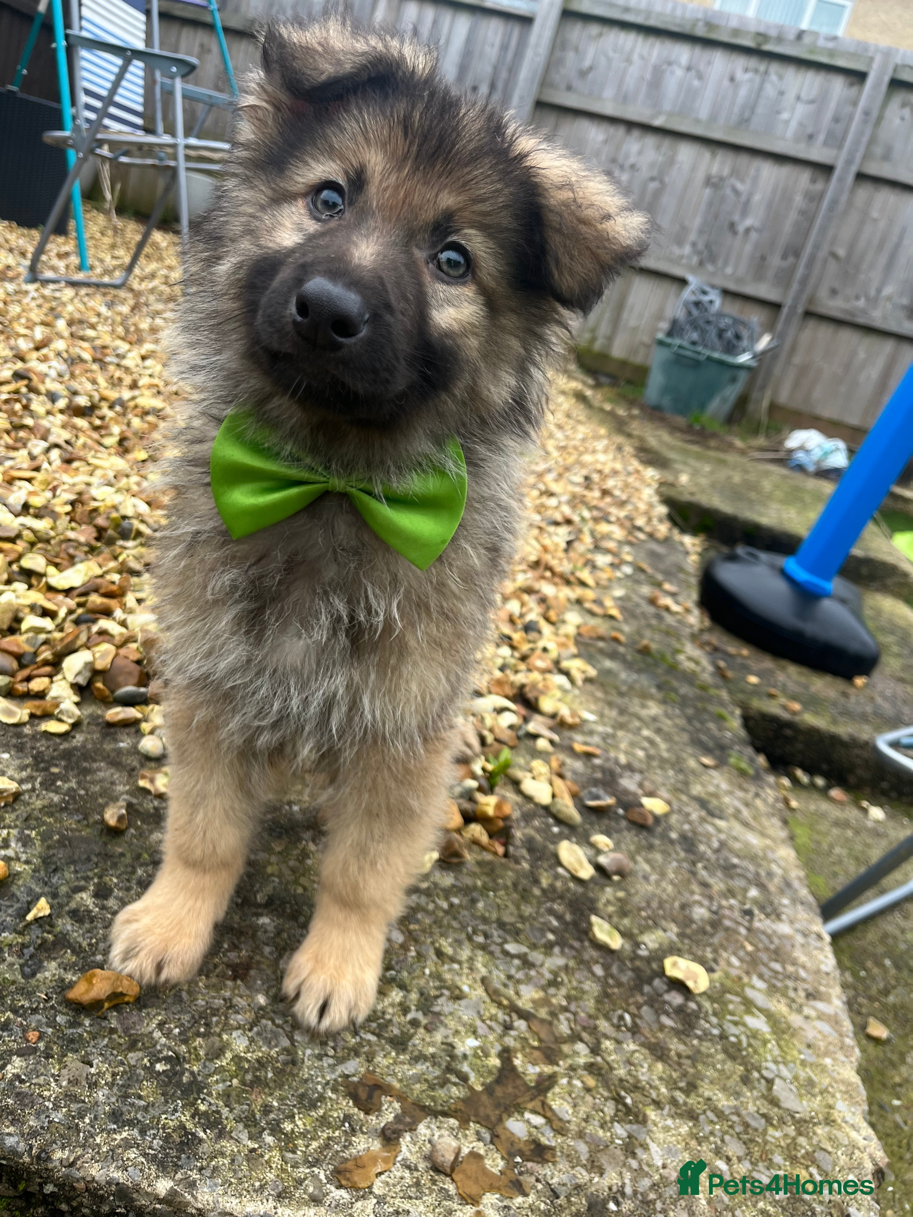 German Shepherd dogs Beautiful kc reg gsds rare colouring .4 males left - Advert 3