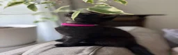 Mixed Breed cats for sale: Three kittens ready now in Torquay - Advert 24