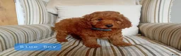 Mini Goldendoodle dogs for sale: Stunning Goldendoodle Puppies - Advert 14