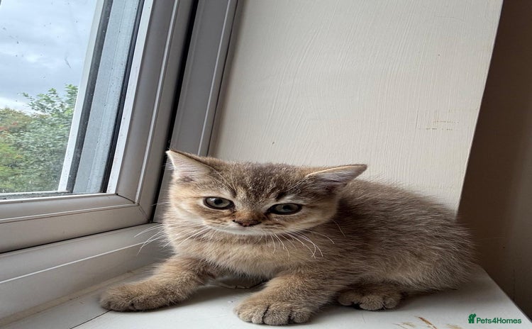 British Shorthair cats - Advert 4