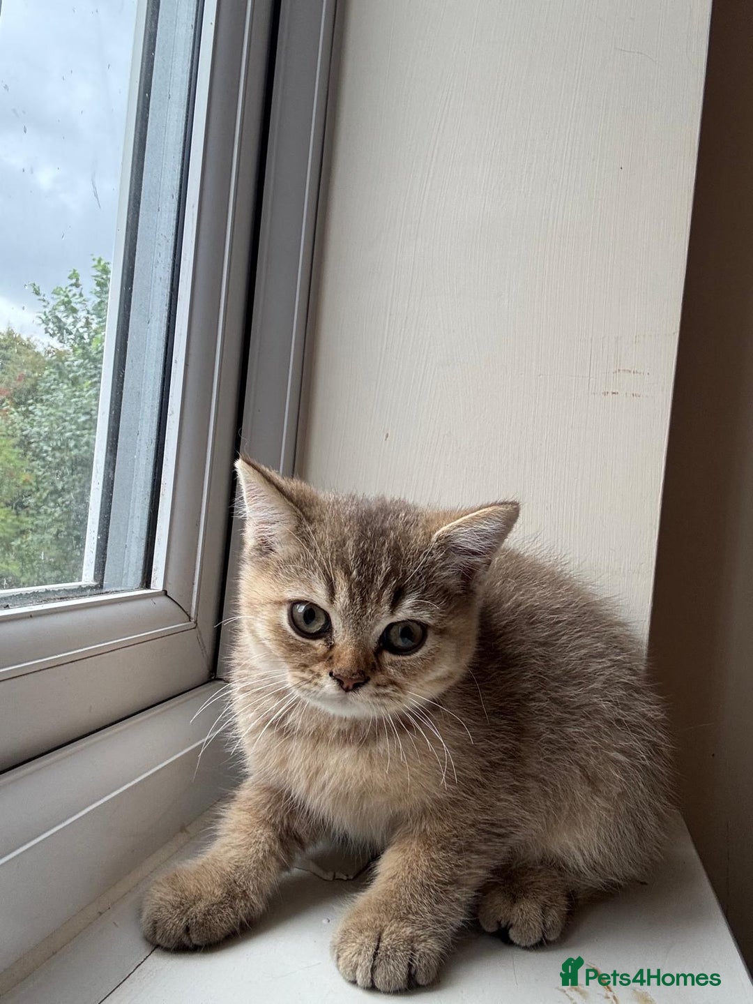 British Shorthair cats for sale: 2 Female and 1 Male Kitten Looking for  Home 🐱✨ - Image 1