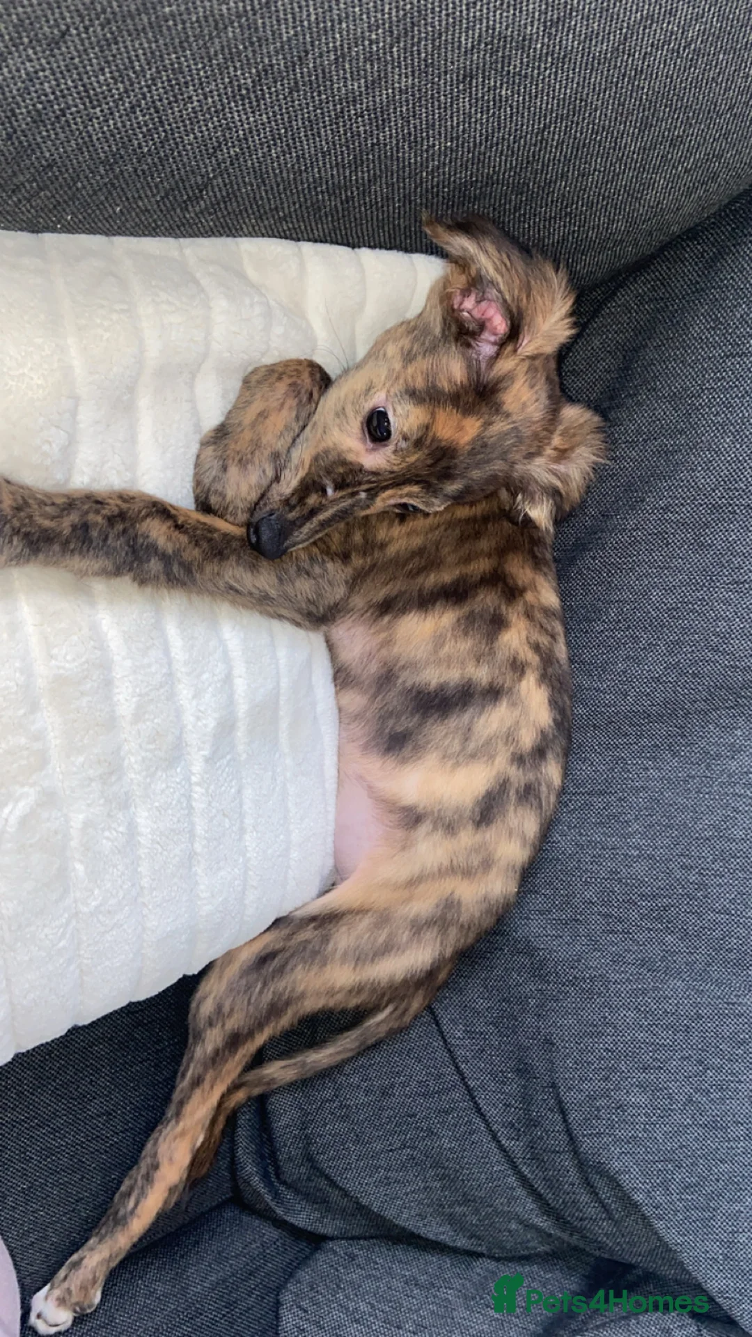 Mixed Breed dogs for sale: Saluki mix in Durham - Advert 2