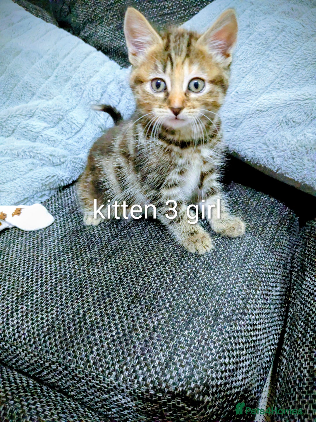 Mixed Breed cats for sale: Kitten for sale - Advert 2